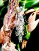 Ablabesmyia sp.